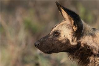 Σχεδόν 3.000 άτομα κατέληξαν στο νοσοκομείο έπειτα από δάγκωμα σκύλου μέσα σε ένα χρόνο