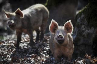 Ανησυχία στην Ισπανία: Εμφανίστηκαν έπειτα από 31 χρόνια κρούσματα αφρικανικής πανώλης των χοίρων