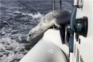 Η μεγάλη απόδραση: Φώκια γλιτώνει από όρκες πηδώντας σε βάρκα φωτογράφου