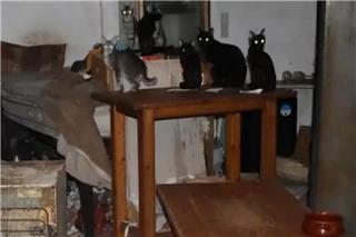 Στη φυλακή ο «συλλέκτης – κακοποιητής ζώων του Μοσχάτου»: Πρόστιμο 1,7 εκατ. ευρώ για 58 υποσιτισμένες γάτες