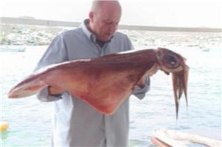 Δύο γιγάντια καλαμάρια εμφανίστηκαν στη Μύκονο – Ντόπιος βούτηξε και τα έπιασε με τα χέρια