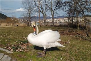 Οικογενειάρχης μετά από 3,5 χρόνια ο μοναχικός κύκνος της Καστοριάς που είχε χάσει το ταίρι του