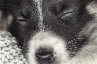 Πάτρα: Έξι χρόνια κάθειρξη σε γυναίκα για εγκατάλειψη πέντε κουταβιών