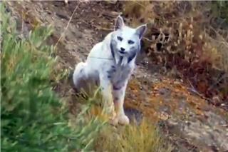 Το «Λευκό Φάντασμα» του μεσογειακού δάσους για πρώτη φορά στον φακό