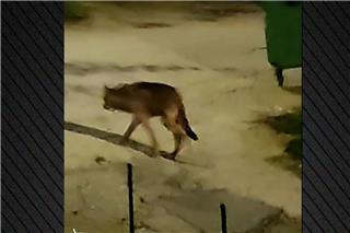 Νέα εμφάνιση λύκου στη Μεγάλη Παναγία της Χαλκιδικής - Δείτε βίντεο