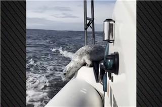 Η μεγάλη απόδραση: Φώκια ξεφεύγει από τις όρκες πηδώντας στο σκάφος φωτογράφου