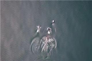 Όρκα και δελφίνια κυνηγούν παρέα σολομό και μοιράζονται το γεύμα