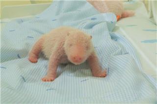 Μικρό θαύμα στην Ιάβα: Γεννήθηκε το πρώτο μωρό πάντα της Ινδονησίας