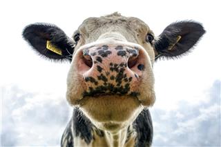 Πτώση στις τιμές; Οι φάρμες βρήκαν τη λύση εκεί που δεν το περίμενε κανείς