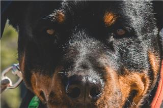 Η στιγμή που ροτβάιλερ επιτίθεται στον ιδιοκτήτη του στην Καλαμάτα