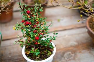 5 πανέμορφα φυτά σε γλάστρα για να στολίσεις το σπίτι σου οικονομικά και οικολογικά