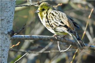 Κατασχέθηκαν 292 πτηνά στο παζάρι του Σχιστού για παράνομο εμπόριο ειδών μετά από έρευνα του WWF
