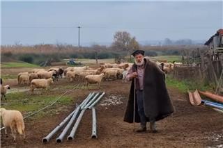 Με δάκρυα στα μάτια αποχαιρετά κτηνοτρόφος τα 450 πρόβατά του, όλα ντόπιας ιστορικής φυλής