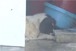 Σκύλος εγκλωβισμένος στη φωτιά της Κερατέας δροσίζεται από εθελοντή με τη μάνικα