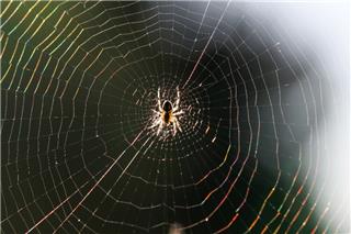 Στην Ελλάδα ο μεγαλύτερος ιστός αράχνης στον κόσμο