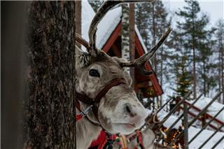 Κινδυνεύουν οι τάρανδοι του Αγιου Βασίλη;