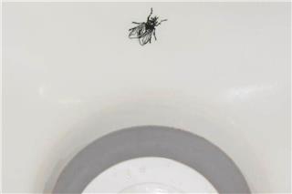 Το πείραμα με τη μύγα των Ολλανδών στις τουαλέτες που... δούλεψε