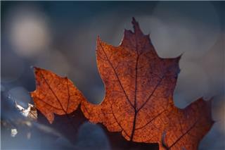 Τα ζώδια σήμερα 16/11: Μην περιμένεις την «τέλεια στιγμή»