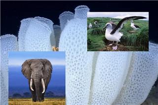 Το σοκ της φύσης: Τα ζώα που ζουν χιλιάδες χρόνια κι εμείς δεν το ξέραμε - Ποιο είναι το μακροβιότερο;