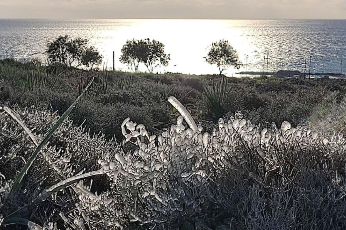 Πάγωσαν τα λουλούδια από το ψύχος στη Ρόδο ‑ Δείτε φωτογραφίες