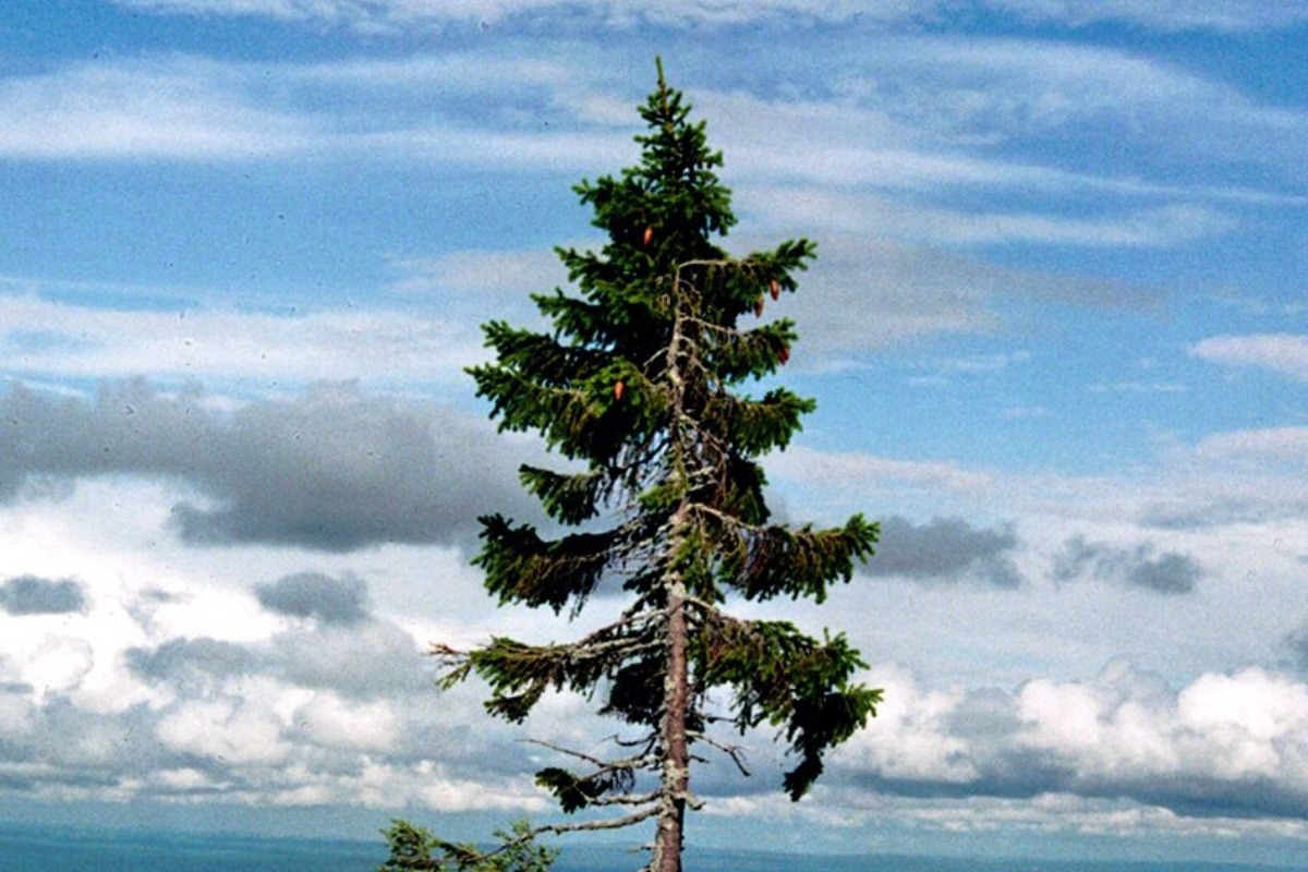 Σήμερα εμαθα: Το πιο παλιό δέντρο στον κόσμο είναι... 9.500 ετών