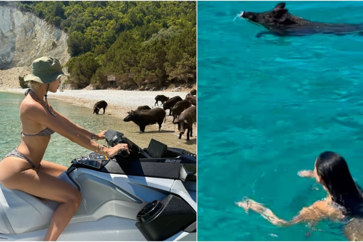 Παναγιώταρου και Αλεξανδράκη βρήκαν... γουρούνια στη θάλασσα