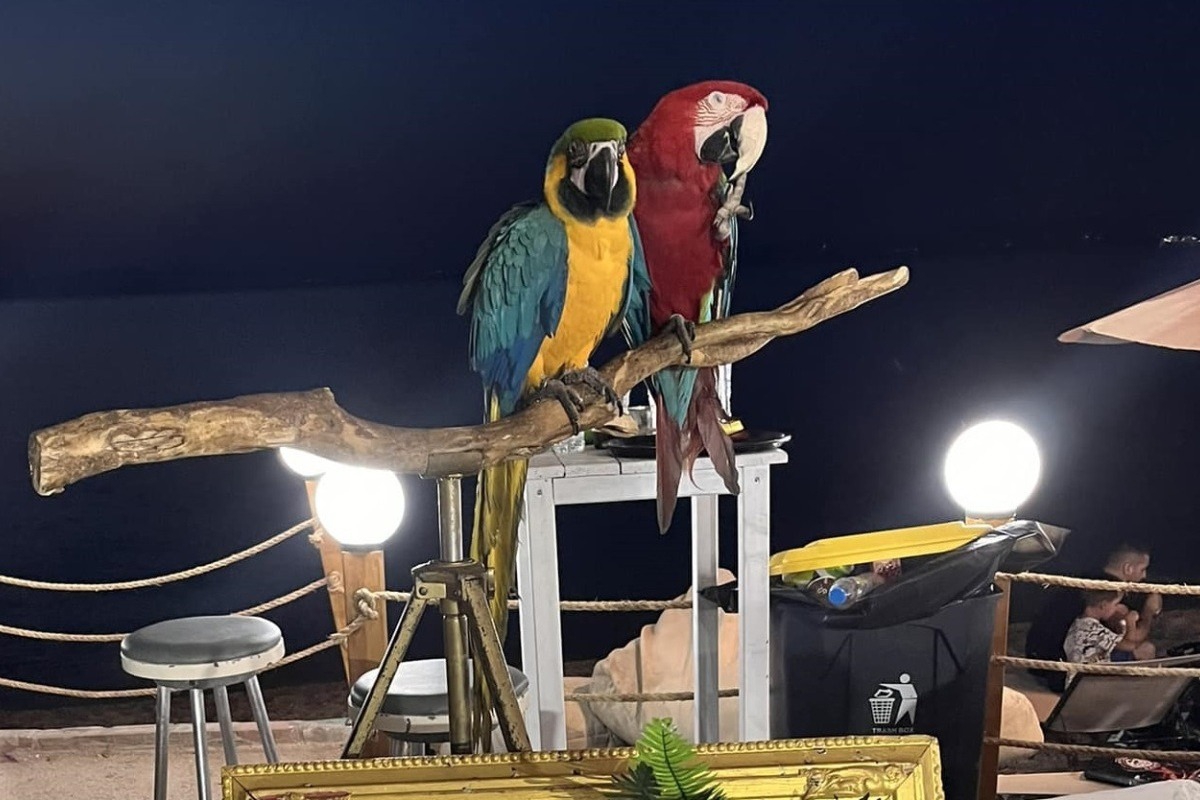 Χαλκιδική: Πρόστιμο €20.000 σε ιδιοκτήτη ξενοδοχείου που χρησιμοποιούσε παπαγάλους ως «κράχτες»