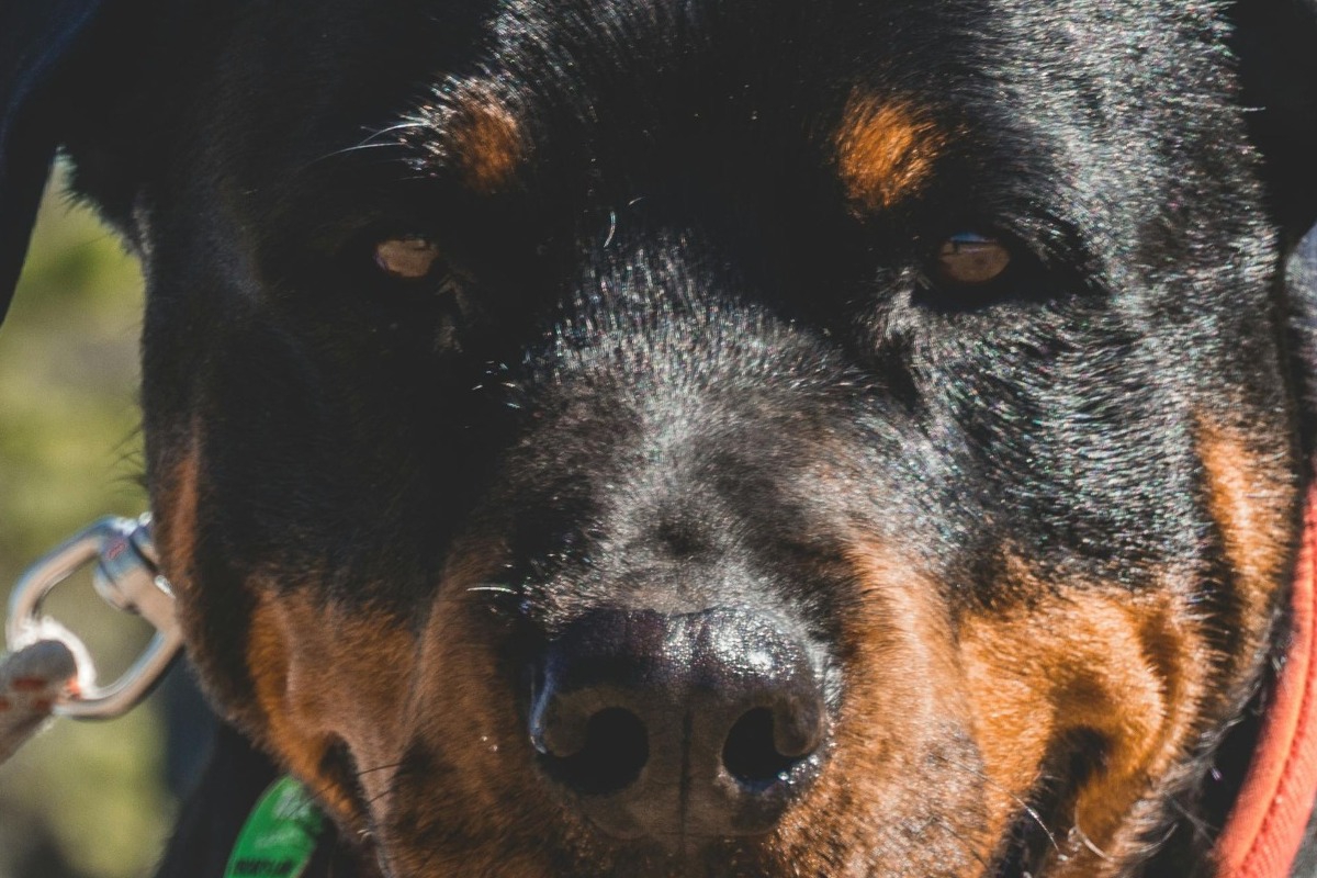 Η στιγμή που ροτβάιλερ επιτίθεται στον ιδιοκτήτη του στην Καλαμάτα