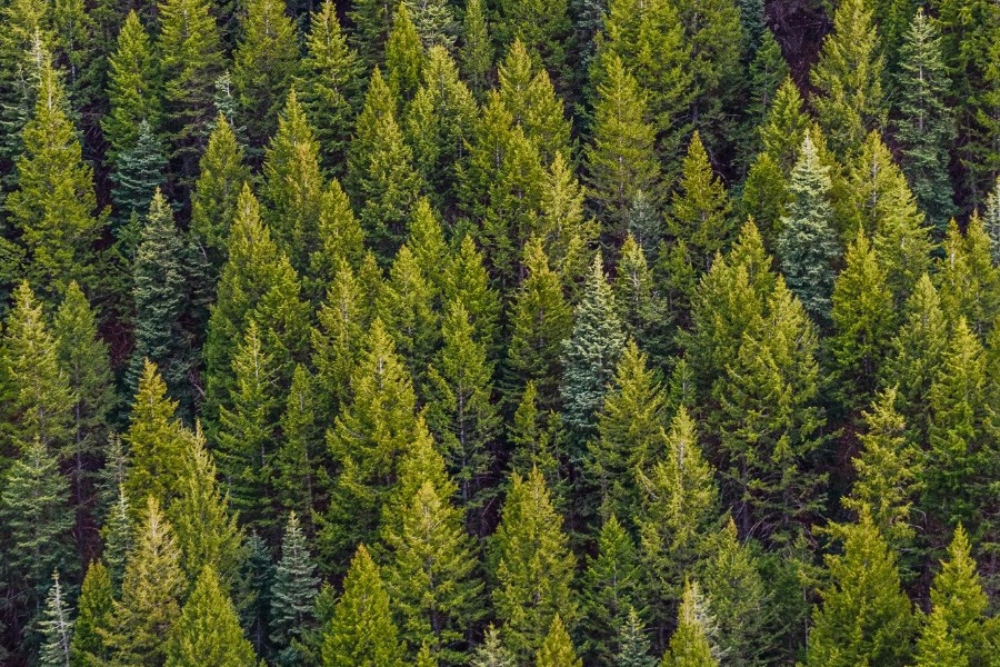 Τι είναι το «forest bathing» που έγινε δημοφιλές το 2025