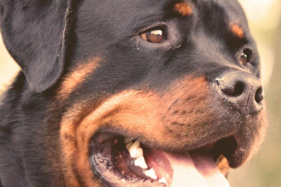 Καλαμάτα: Η στιγμή που το ροτβάιλερ επιτίθεται στον 76χρονο