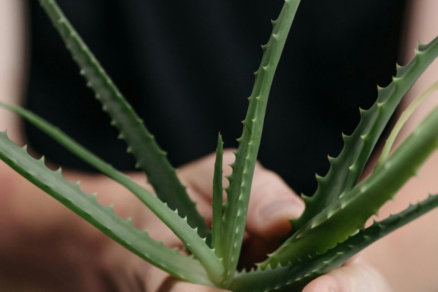Βάζεις αλόη κατευθείαν στο δέρμα; Πρόσεχε αυτόν τον κίνδυνο