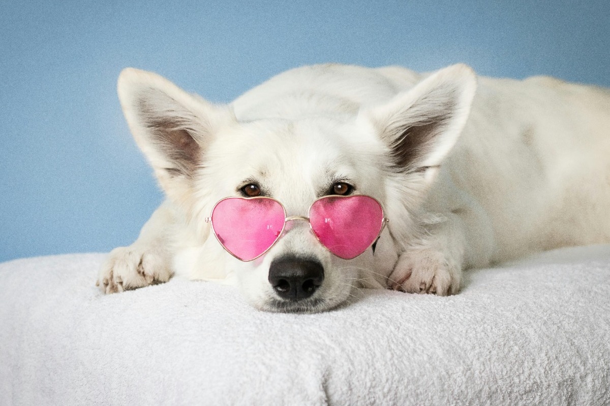 Απάντησε στις ερωτήσεις και δες ποιο κατοικίδιο σου ταιριάζει!