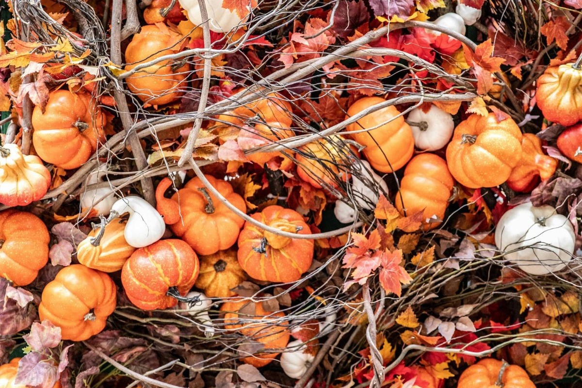 6 spooky φυτά εσωτερικού χώρου ιδανικά για το Halloween