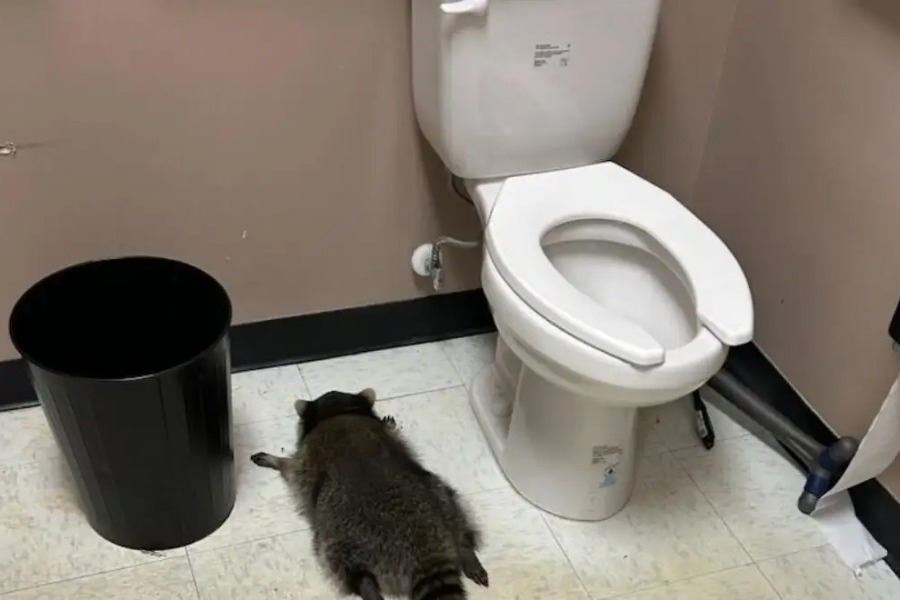 Ρακούν «διέρρηξε» κάβα στη Βιρτζίνια, έγινε «λιάρδα» από το ποτό και χρειάστηκε διάσωση