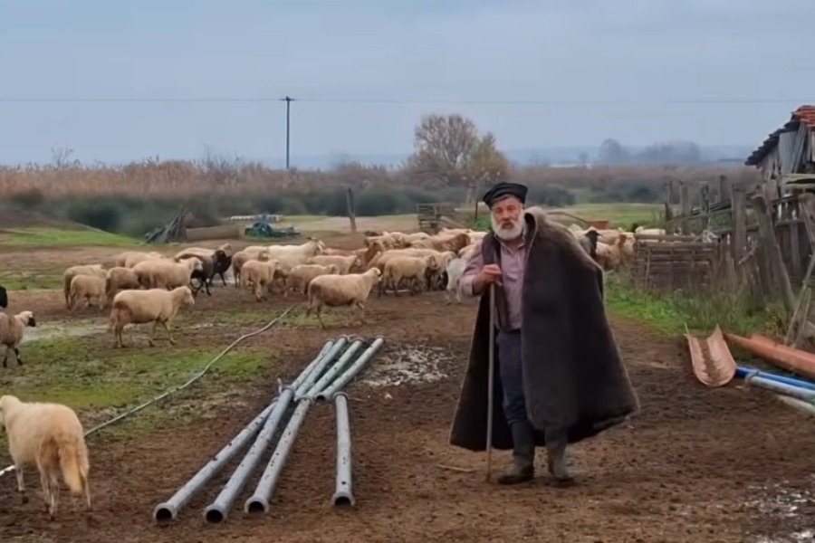 Με δάκρυα στα μάτια αποχαιρετά κτηνοτρόφος τα 450 πρόβατά του, όλα ντόπιας ιστορικής φυλής