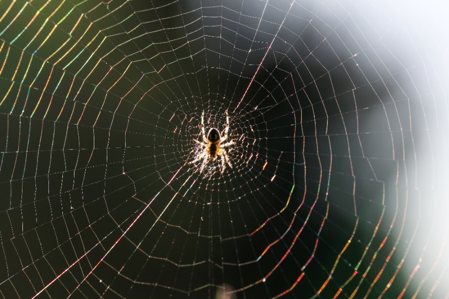 Στην Ελλάδα ο μεγαλύτερος ιστός αράχνης στον κόσμο