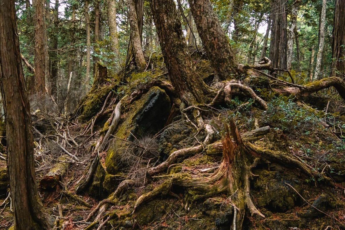 Aokigahara: Το δάσος που κρύβει μυστικά και σιωπηλούς επισκέπτες
