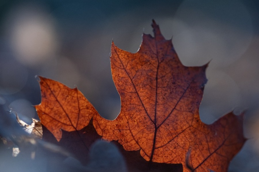 Τα ζώδια σήμερα 16/11: Μην περιμένεις την «τέλεια στιγμή»
