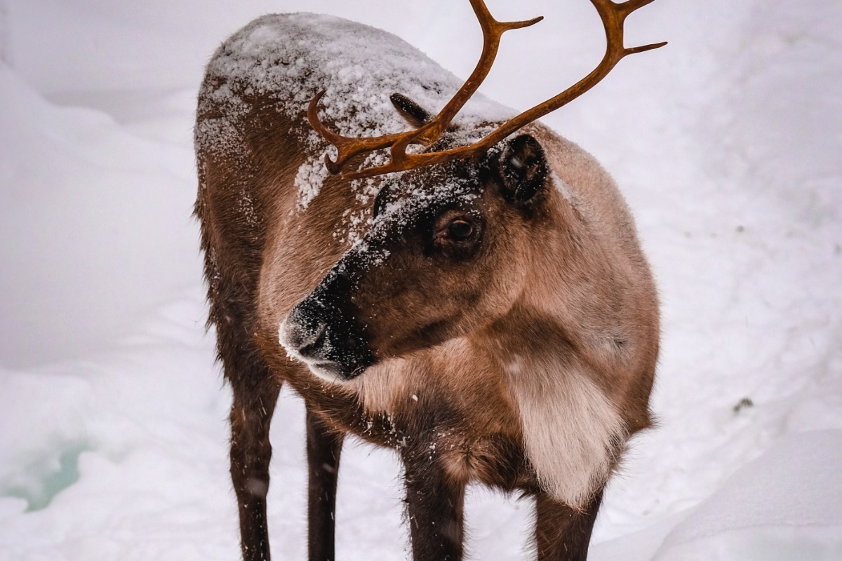 Τι αλλάζει φέτος στη «χώρα του Αγιου Βασίλη» ‑ Ποιος σκοτώνει τους τάρανδους στη Λαπωνία;