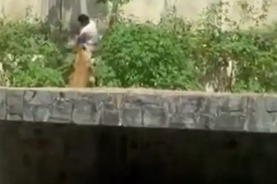 Τραγικός θάνατος για 19χρονο στη Βραζιλία: Μπήκε σε κλουβί ζωολογικού κήπου με λιοντάρια και τον κατασπάραξαν