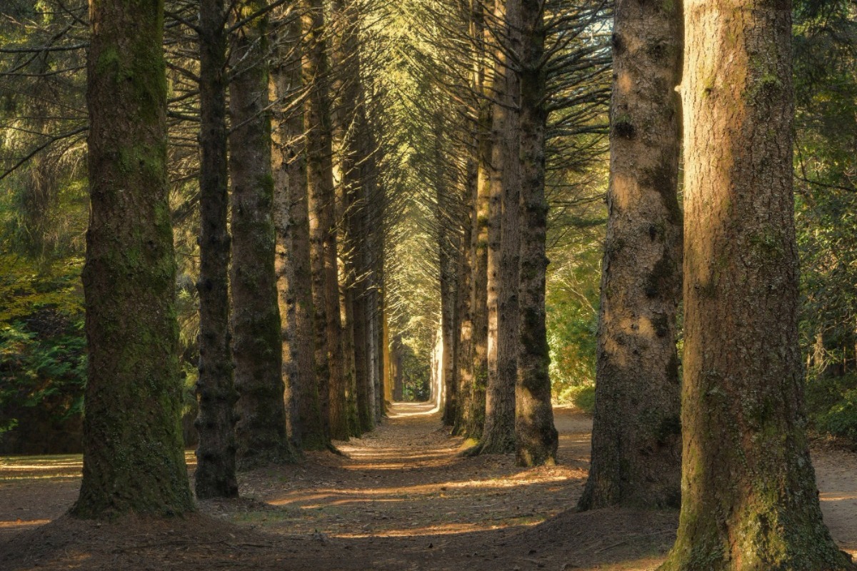 Μια βιβλιοθήκη μέσα στο δάσος που μαγεύει