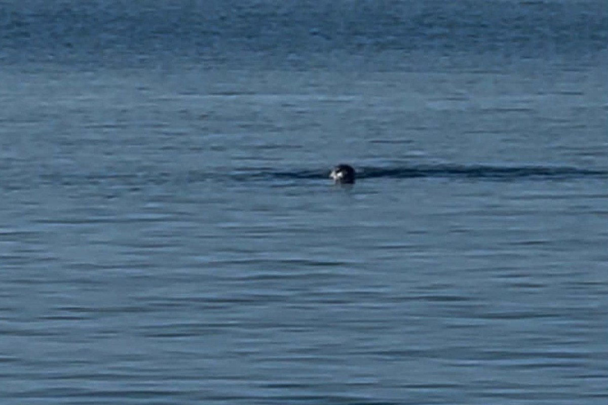 Φώκια έκανε την εμφάνισή της στο λιμάνι της Τήνου