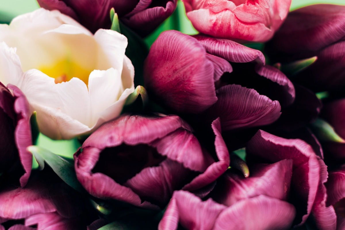 Τι λέει το φυτό που έχεις στο σπίτι για τη φάση που βρίσκεσαι