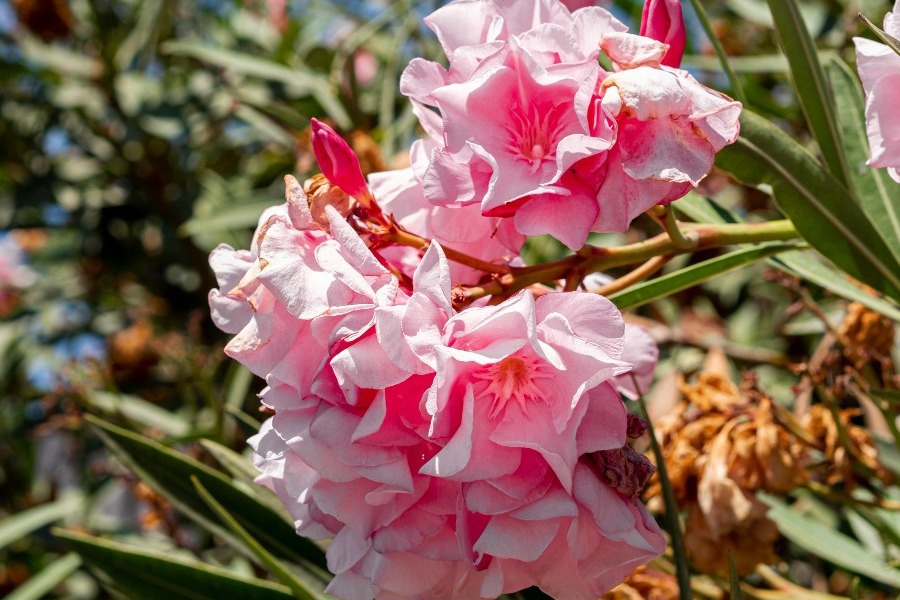 Πικροδάφνη στα σχολεία: Eπικίνδυνο φυτό ή υπερβολικός πανικός;