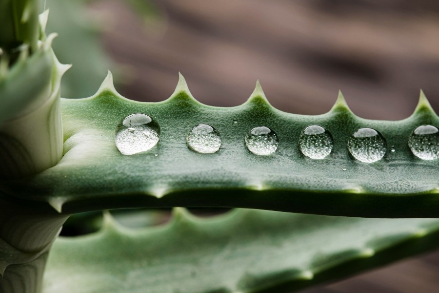 Γιατί όλοι όσοι έχουν αλόη στο σπίτι τους την προτείνουν σε όλους