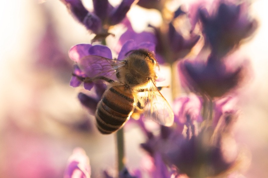 Zώδια του μήνα: Μάρτιος