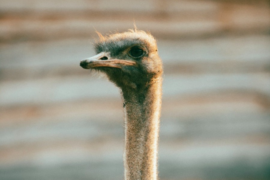 Το πρώτο, ανυπεράσπιστο είδος ζώου που αφάνισε ο άνθρωπος από το 17ο αιώνα