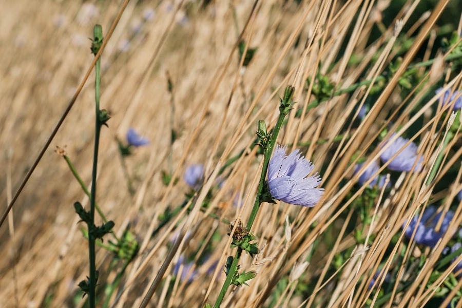 Φυτρώνει παντού αλλά κρύβει δύναμη – Το ταπεινό βότανο της κουζίνας που ενισχύει το ανοσοποιητικό