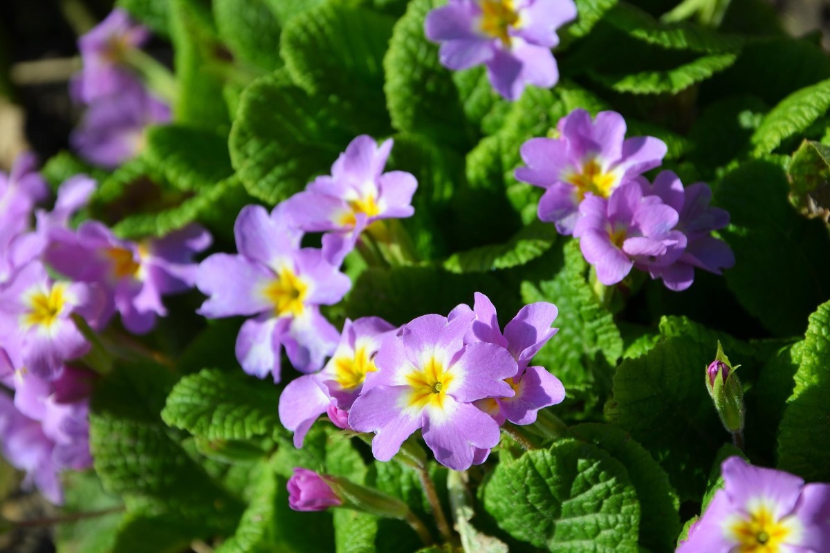 Αυτό είναι το λουλούδι του Φεβρουαρίου που φέρνει χρώμα πριν την άνοιξη