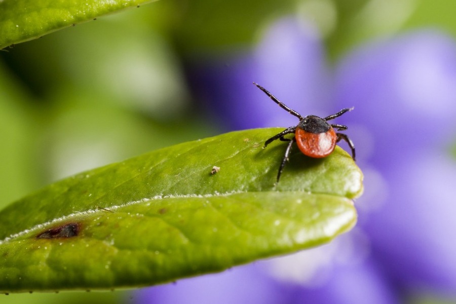 Ποιο είναι το πιο επώδυνο τσίμπημα στη φύση; Οι επιστήμονες εξηγούν